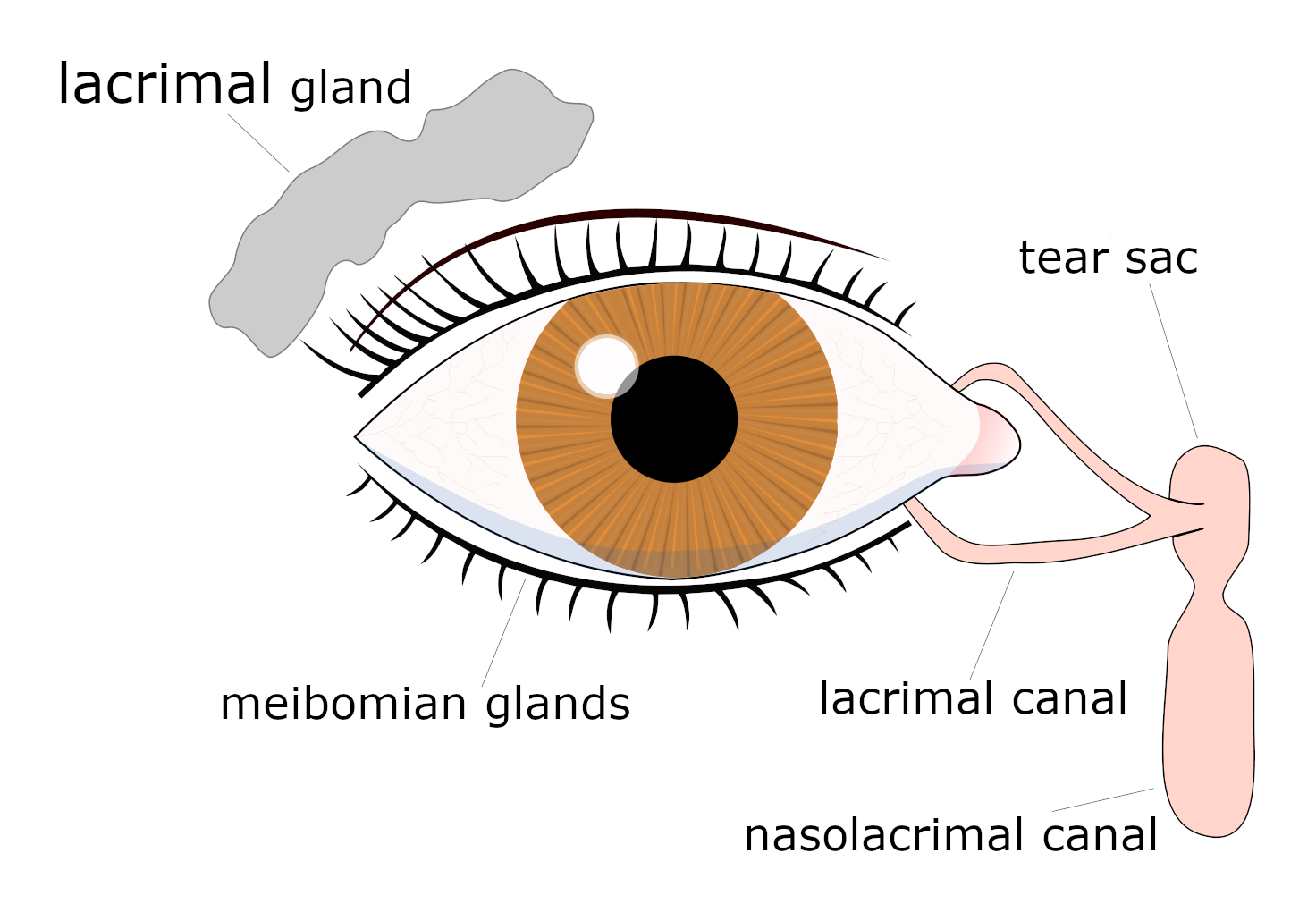 This diagram shows the working parts of the tear system